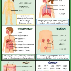 Biologija BONUS KARTICE - Organski Sistemi