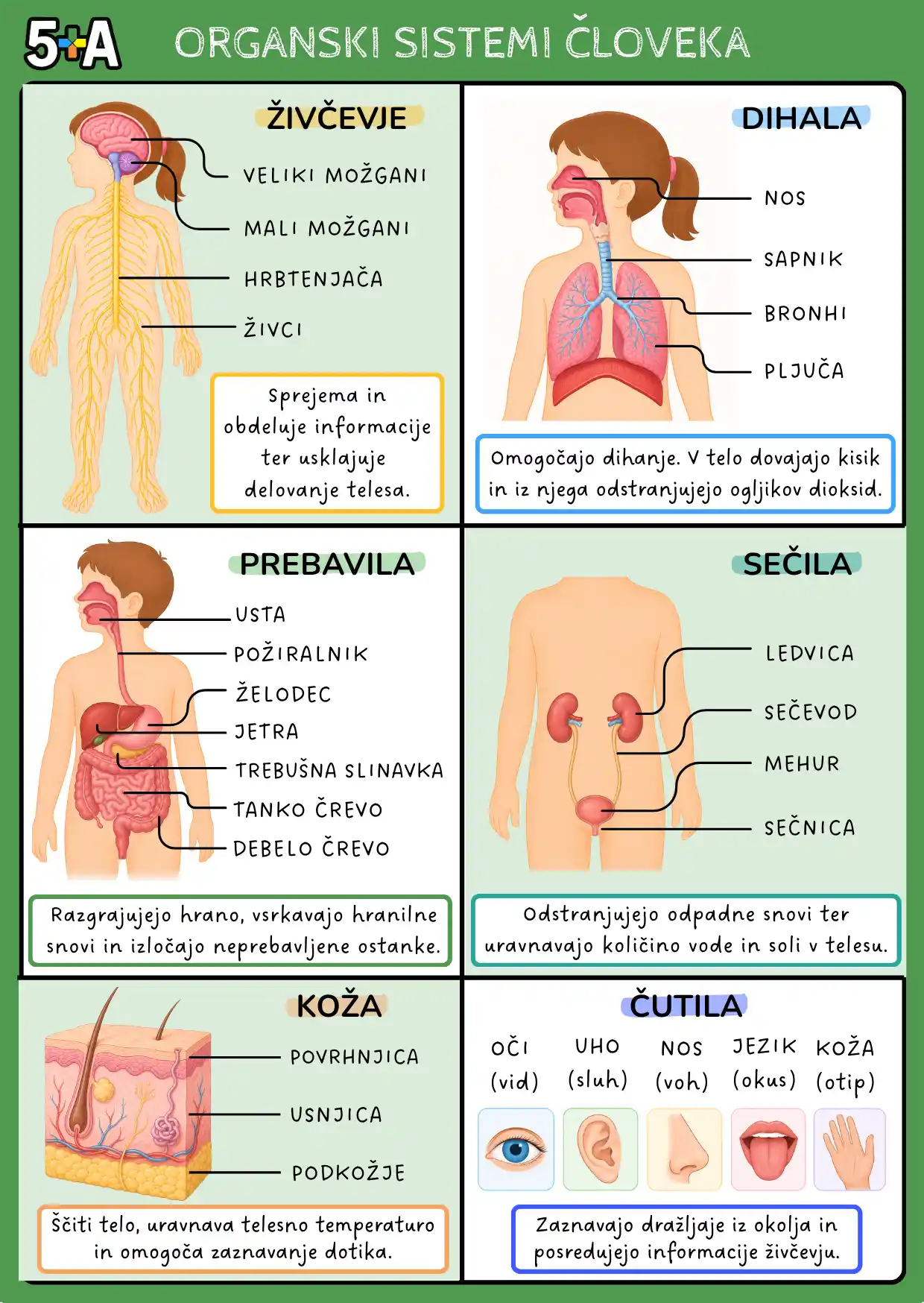 Biologija BONUS KARTICE - Organski Sistemi