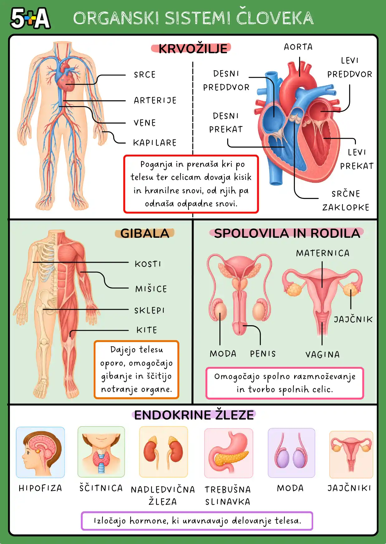 Biologija BONUS KARTICE - Organski Sistemi - Image 2